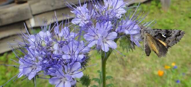 Сидераты, когда сеять и когда закапывать фацелия?