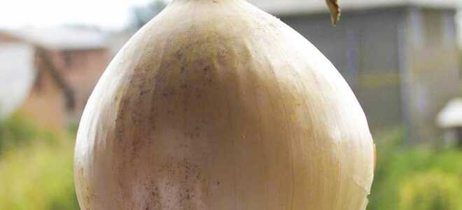 Посадка лука Эксибишен на рассаду