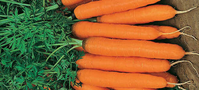 Сортотипы моркови