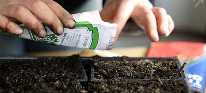 Выращивание рассады томатов (помидоров): сроки посева и оптимальный температурный режим