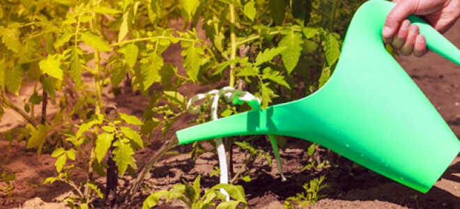 Как правильно поливать помидоры (томаты)