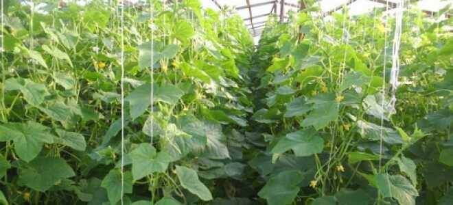 Сорта огурцов для теплицы самоопыляемые