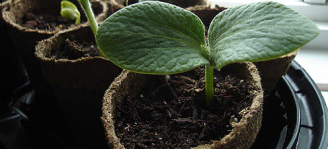 Как вырастить крепкую здоровую рассаду: работа над ошибками