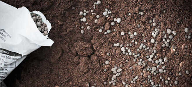 Чем удобрять картофель