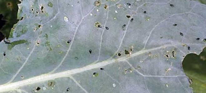 Как избавиться от вредителей капусты без химии: народные рецепты для защиты капусты