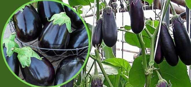 Благоприятные дни для посадки баклажан на рассаду в 2022 году по лунному календарю