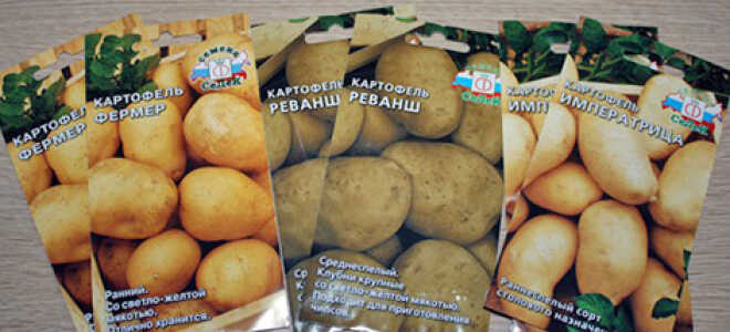 Как вырастить картофель из семян