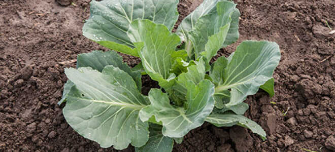 Что делать, если не завязываются кочаны на капусте