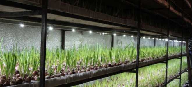 Ð¢ÐµÐ¿Ð»Ð¸ÑÑ Ð´Ð»Ñ Ð²ÑÑÐ°ÑÐ¸Ð²Ð°Ð½Ð¸Ñ Ð·ÐµÐ»ÐµÐ½Ð¸ ÐºÑÑÐ³Ð»ÑÐ¹ Ð³Ð¾Ð´