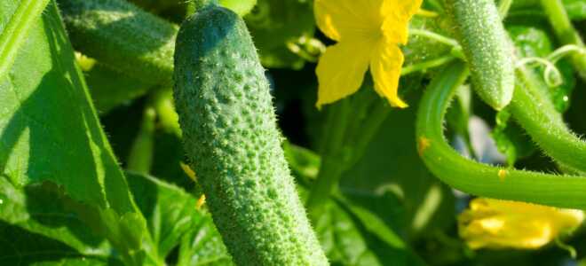 Что сажать на следующий год после огурцов?