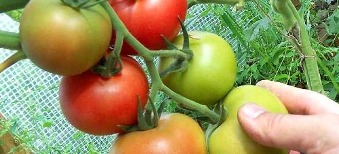 Как правильно обрезать тепличные помидоры?