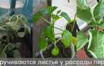 Что делать, если у перцев скручиваются листья