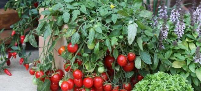 Как вырастить помидорки черри в теплице?
