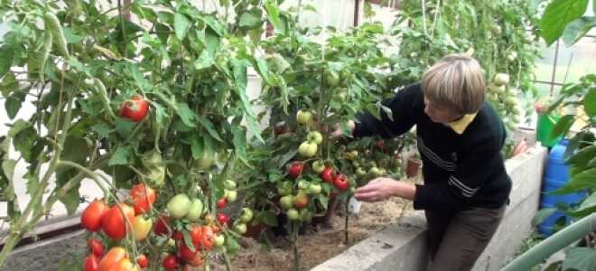 Лучшие сорта томатов для теплиц в Подмосковье