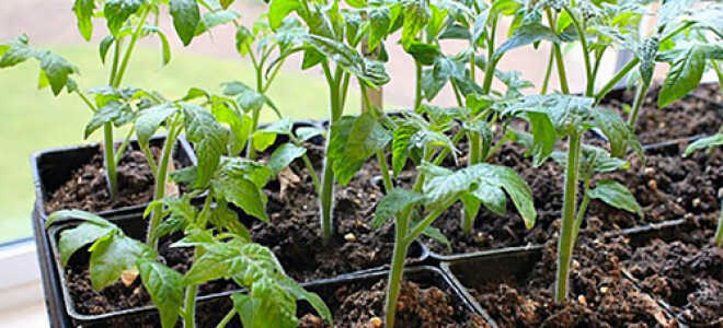 Десять мифов о выращивании томатов