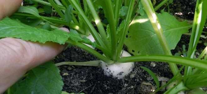 Японская салатная репа (кабу, кокабу, кабуна): выращивание, сорта