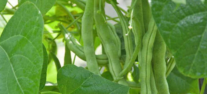 Что посадить на освободившиеся грядки