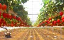 Круглогодичное выращивание клубники в теплице