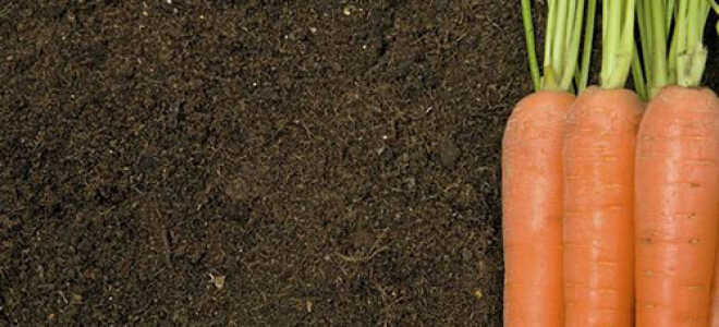 Почему морковь корявая и как этого избежать