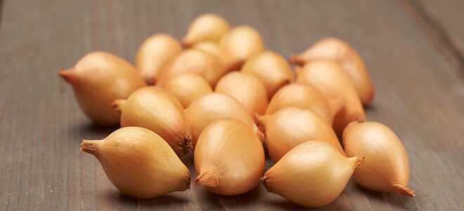 Посадка лука весной: посев, когда сеять, как сажать правильно?