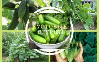 Лучшие сорта кустовых огурцов: посадка, выращивание и уход