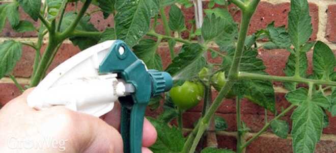 Чем удобрять помидоры, в открытом грунте