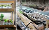 Зимний огород на подоконнике или на стеллаже: муки выбора