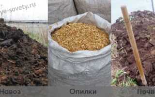 Как получить сверхранний урожай огурцов, высаживая рассаду в марте