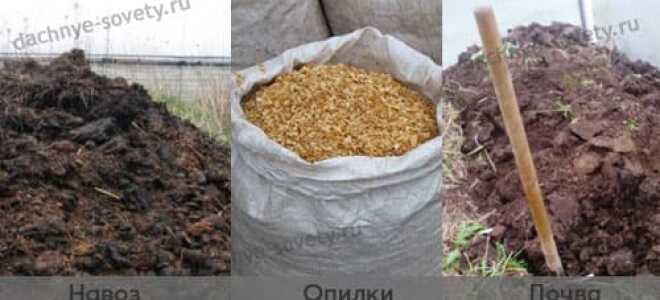 Как получить сверхранний урожай огурцов, высаживая рассаду в марте