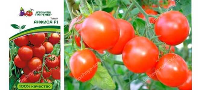 Низкорослые сорта и гибриды томатов, устойчивые к кладоспориозу