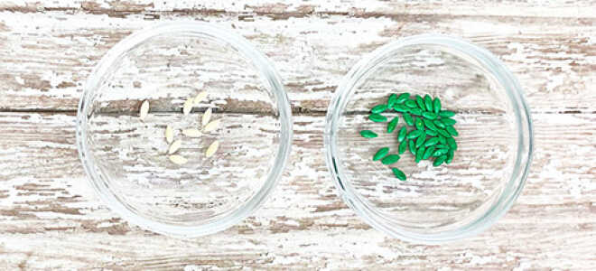 Подготовка семян огурцов к посеву: как прогревать, в чем протравить, нужно ли проращивать