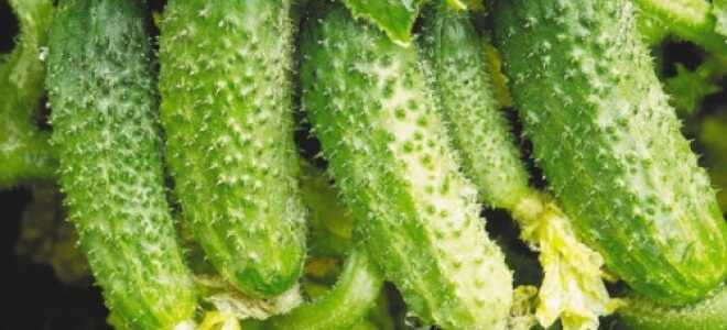 Выращивание огурцов в теплице осенью