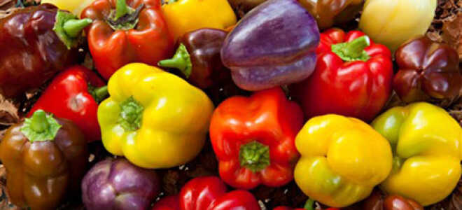 Как правильно выращивать рассаду перца в домашних условиях?