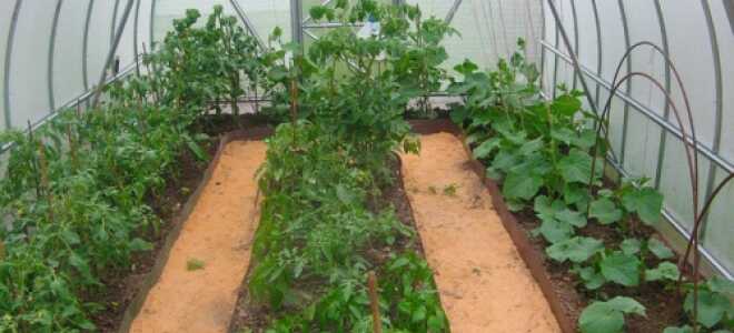 С какими овощами сажать в теплице помидоры?