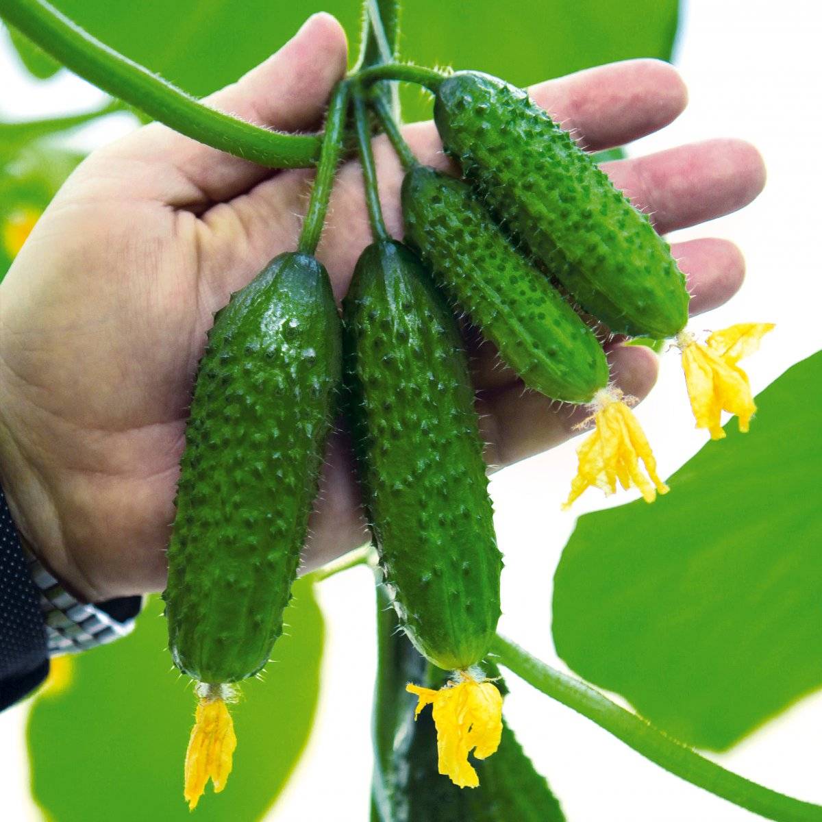 Челябинский кустовой