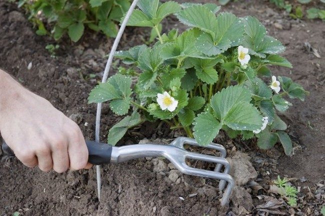 Чем подкормить клубнику весной для хорошего урожая
