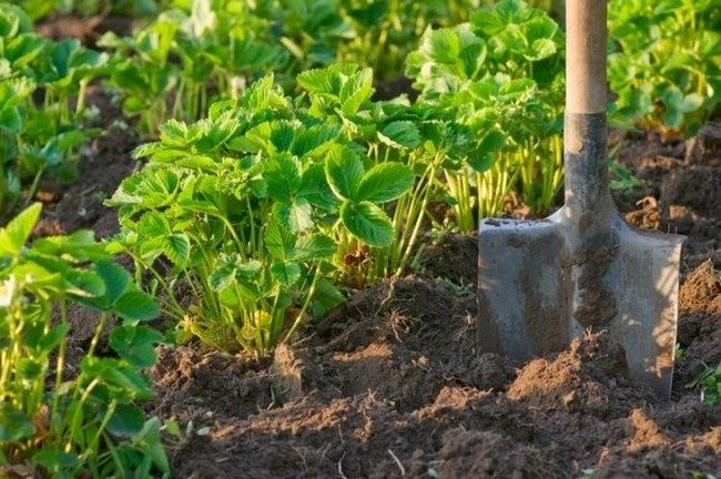 Чем подкормить клубнику весной для хорошего урожая