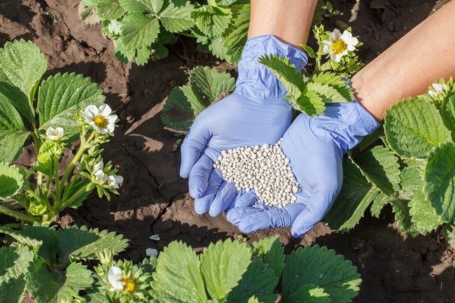 Чем подкормить клубнику весной для хорошего урожая