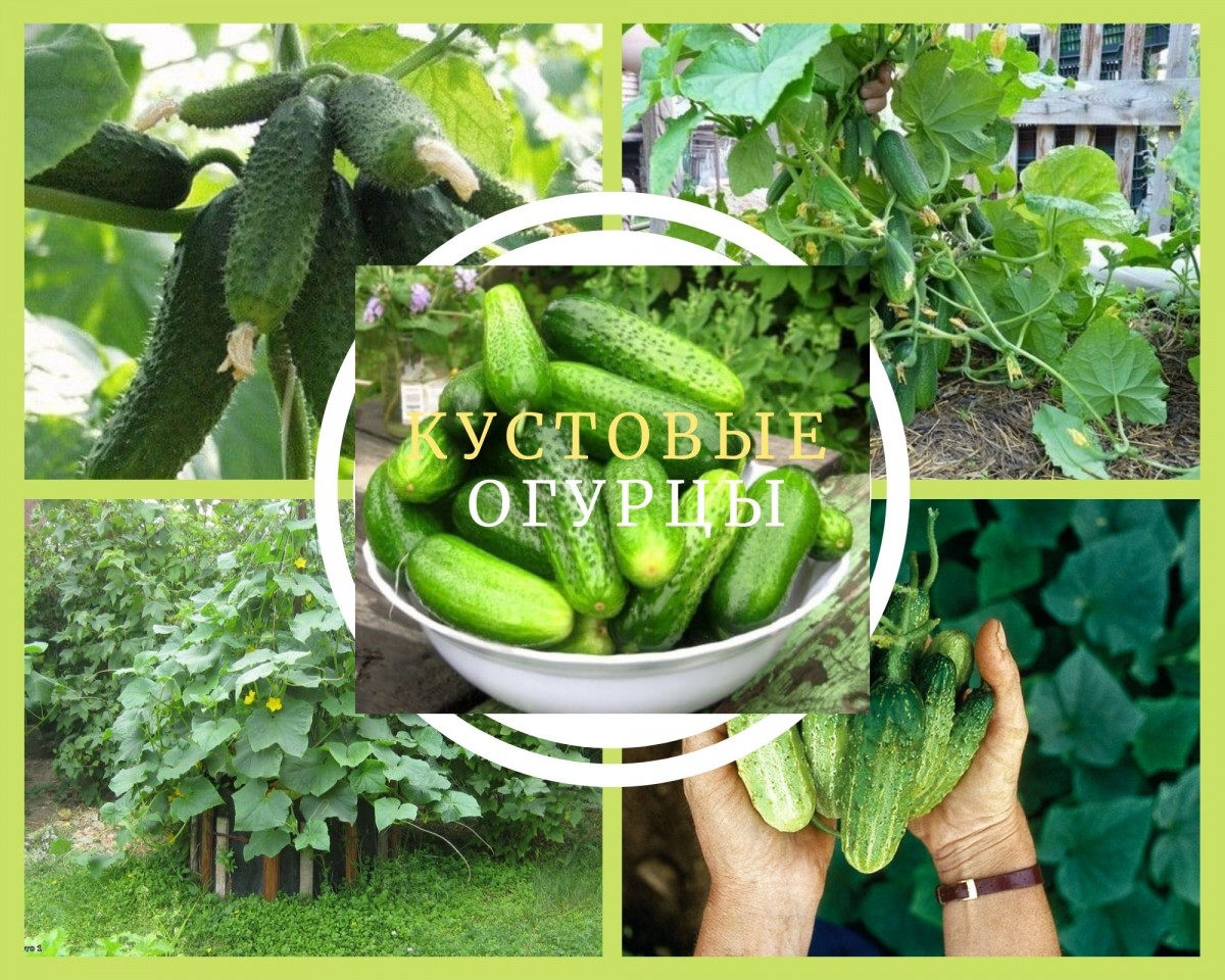 Четыре вида кустовых огурцов