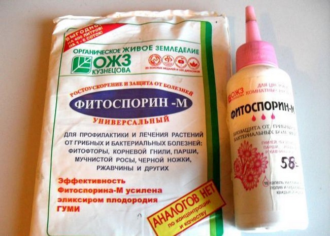 Обработка семян фитоспорином перед посадкой