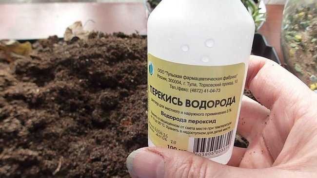 Обработка семян перекисью водорода перед посевом
