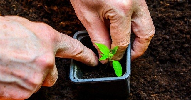Пикировка рассады томатов в апреле 2019 по лунному календарю