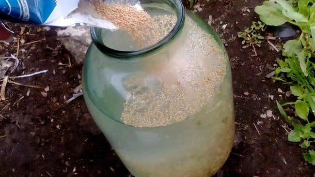 Подкормка клубники весной дрожжами