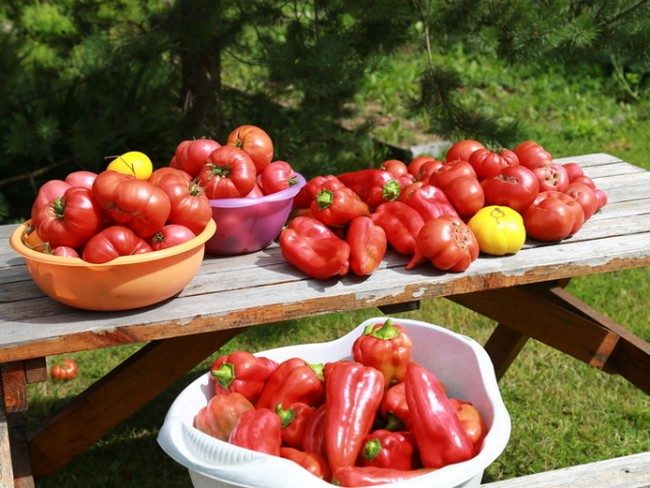 Подкормка рассады томатов и перца народными средствами