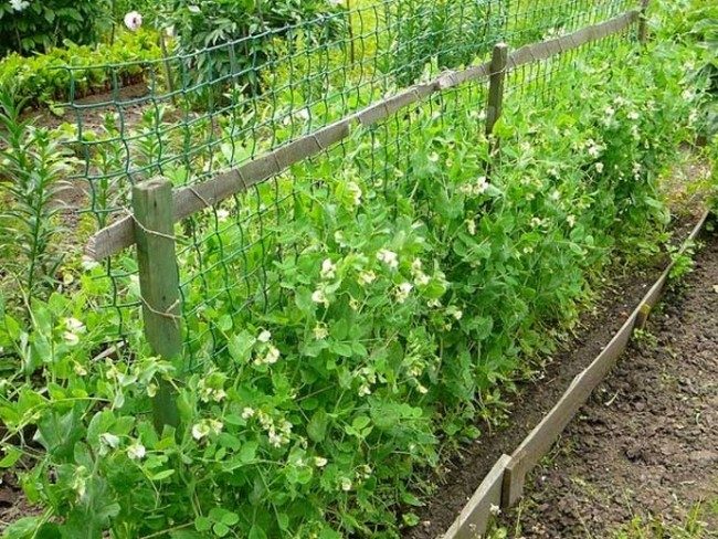 Посадка гороха весной посев когда сеять как сажать правильно