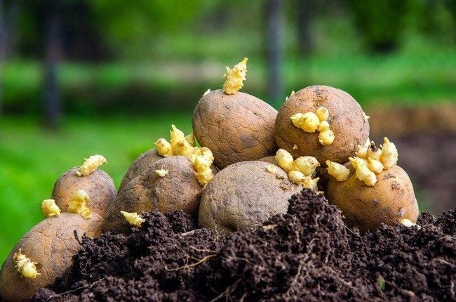 Посадка картофеля в мае 2019 благоприятные дни