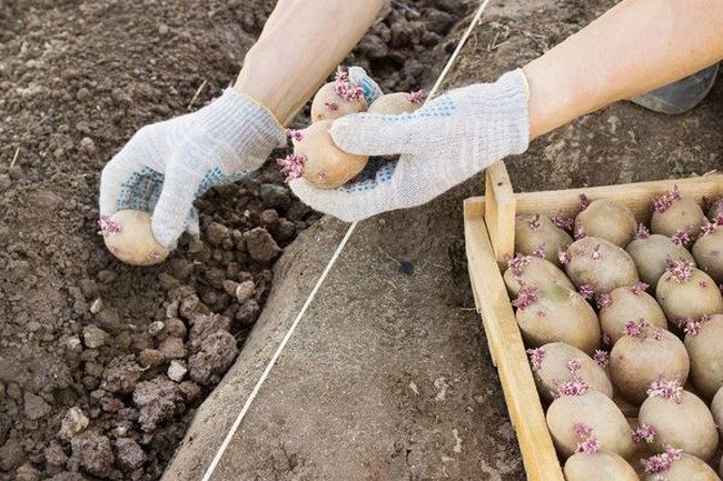 Посадка картофеля в мае 2019 благоприятные дни