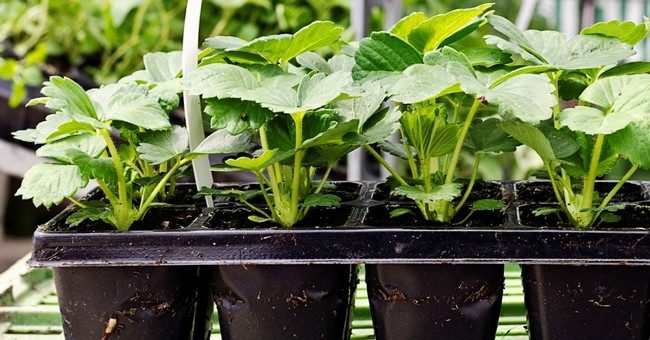 Сорта клубники безусой крупноплодной 