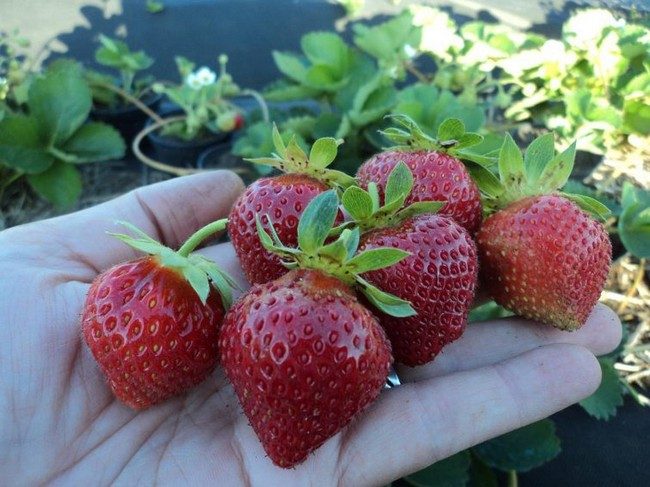 Сорта клубники безусой крупноплодной 