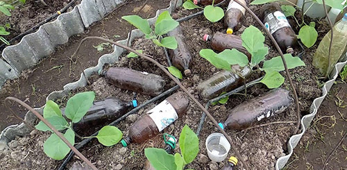 Защищаем грядки от заморозков при помощи бутылок